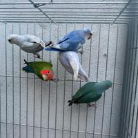 Inseparabili sessati