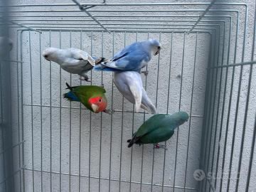 Inseparabili sessati