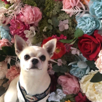 Chihuahua per accoppiamento