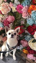 Chihuahua per accoppiamento