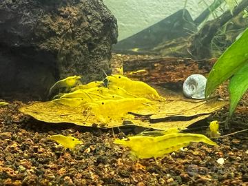 Neocaridine yellow golden line