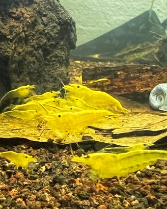 Neocaridine yellow golden line