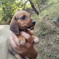 Segugio dell'Appennino