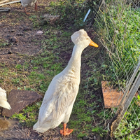 Coppia anatre di bali