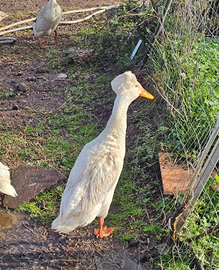 Coppia anatre di bali