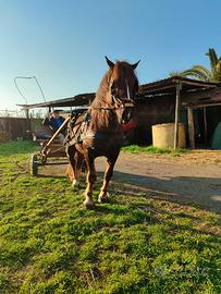 Cavallo