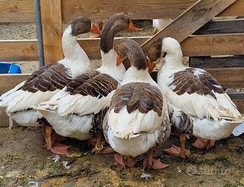 Galline e oche ornamentali