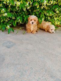 Maltipoo