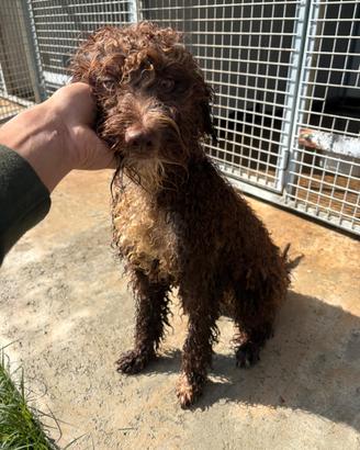 Lagotto romagnolo