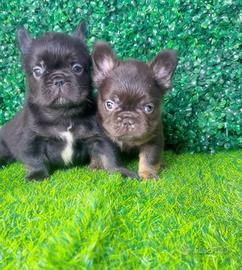 Bulldog francese fluffy