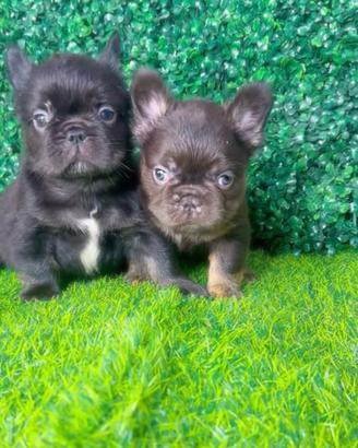 Bulldog francese fluffy