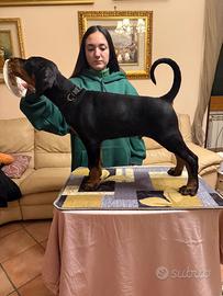 Cuccioli Dobermann