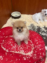 Volpino di Pomerania