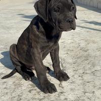 Cucciolo cane corso