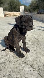 Cucciolo cane corso