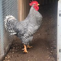 Gallo Amrock taglia grande