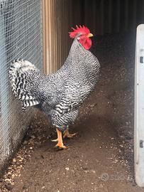 Gallo Amrock taglia grande