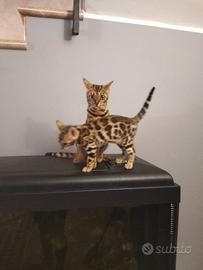 gatto del bengala 
