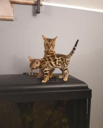 gatto del bengala 