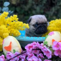 Cuccioli di carlino con pedigree