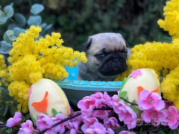 Cuccioli di carlino con pedigree