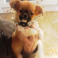 Chihuahua cucciolo disponibile