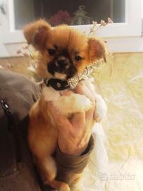 Chihuahua cucciolo disponibile