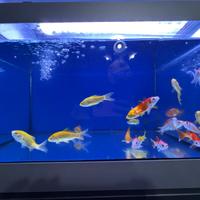 Sarasa e Canarino pesci rossi 10 cm in blocco