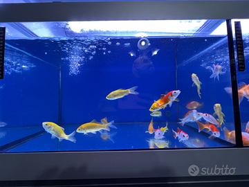 Sarasa e Canarino pesci rossi 10 cm in blocco