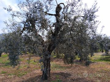 Uliveto - olio DOP Colline Pontine