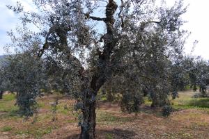 Uliveto - olio DOP Colline Pontine