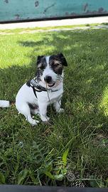 Jack Russell terrier per monta