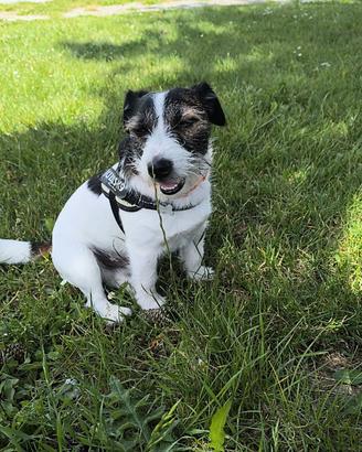 Jack Russell terrier per monta