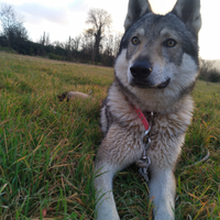 Cane Cecoslovacco maschio per monta