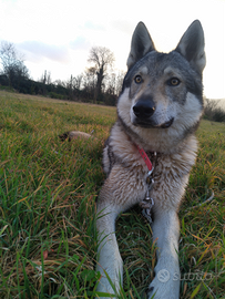 Cane Cecoslovacco maschio per monta