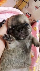Chihuahua maschietti