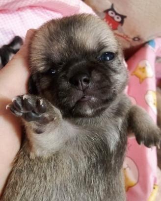 Chihuahua maschietti