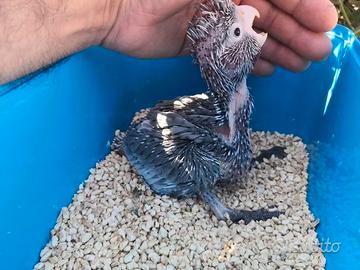 Pappagalli Cacatua Rosecapilla DA IMBECCO