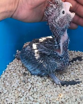 Pappagalli Cacatua Rosecapilla DA IMBECCO