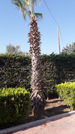 Palma Washington da 7 metri