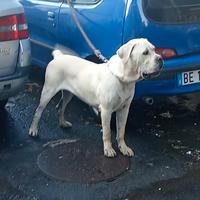 Cane corso originale per monta