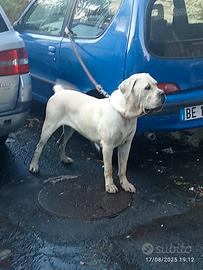 Cane corso originale per monta
