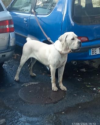 Cane corso originale per monta