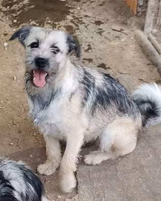Cucciolone di meticcio 