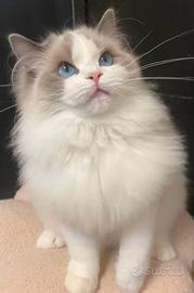 Ragdoll cucciolo