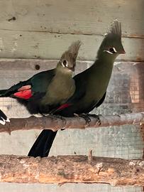 Tauraco livingstonii