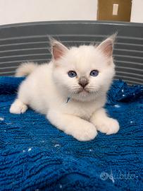 Cuccioli sacro di birmania