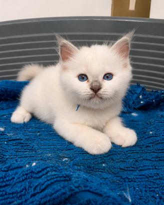 Cuccioli sacro di birmania