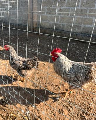 Galline