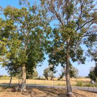 legna di noce gratis